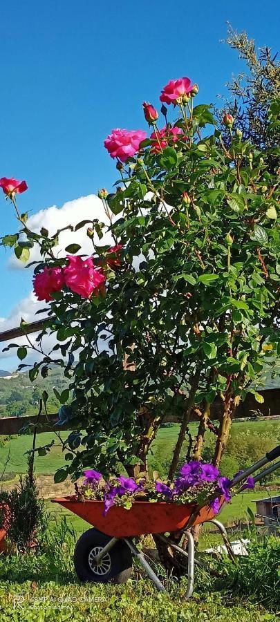 Il Faggio 17 B&B Artena Luaran gambar